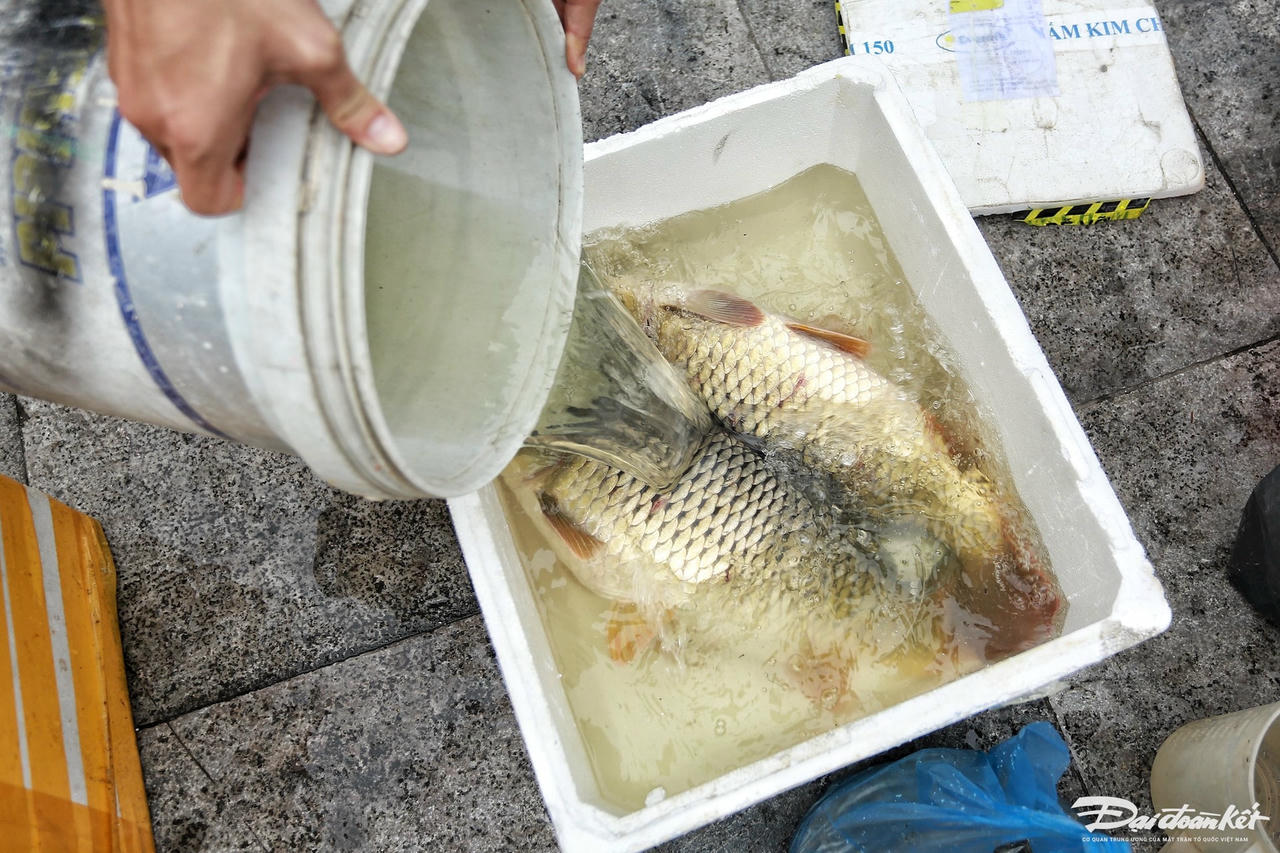 ca_chep_vang-le-khanh11.jpg