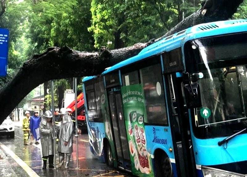 trong khi chiếc xe buýt di chuyển đến điểm đón trả khách trên phố Tăng Bạt Hổ (quận Hai Bà Trưng, Hà Nội) thì bất ngờ bị cây xanh cổ thụ cao hơn 20m, có đường kính thân khoảng 60cm đổ, đè trúng.