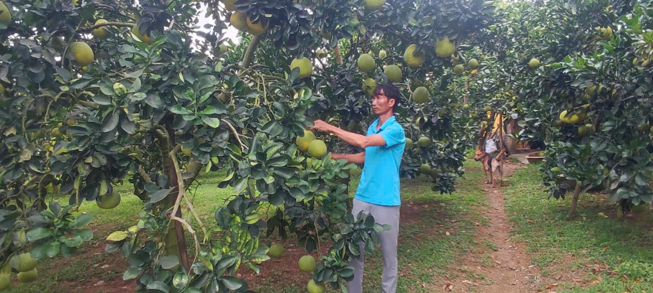 bưởi ngon 5-8