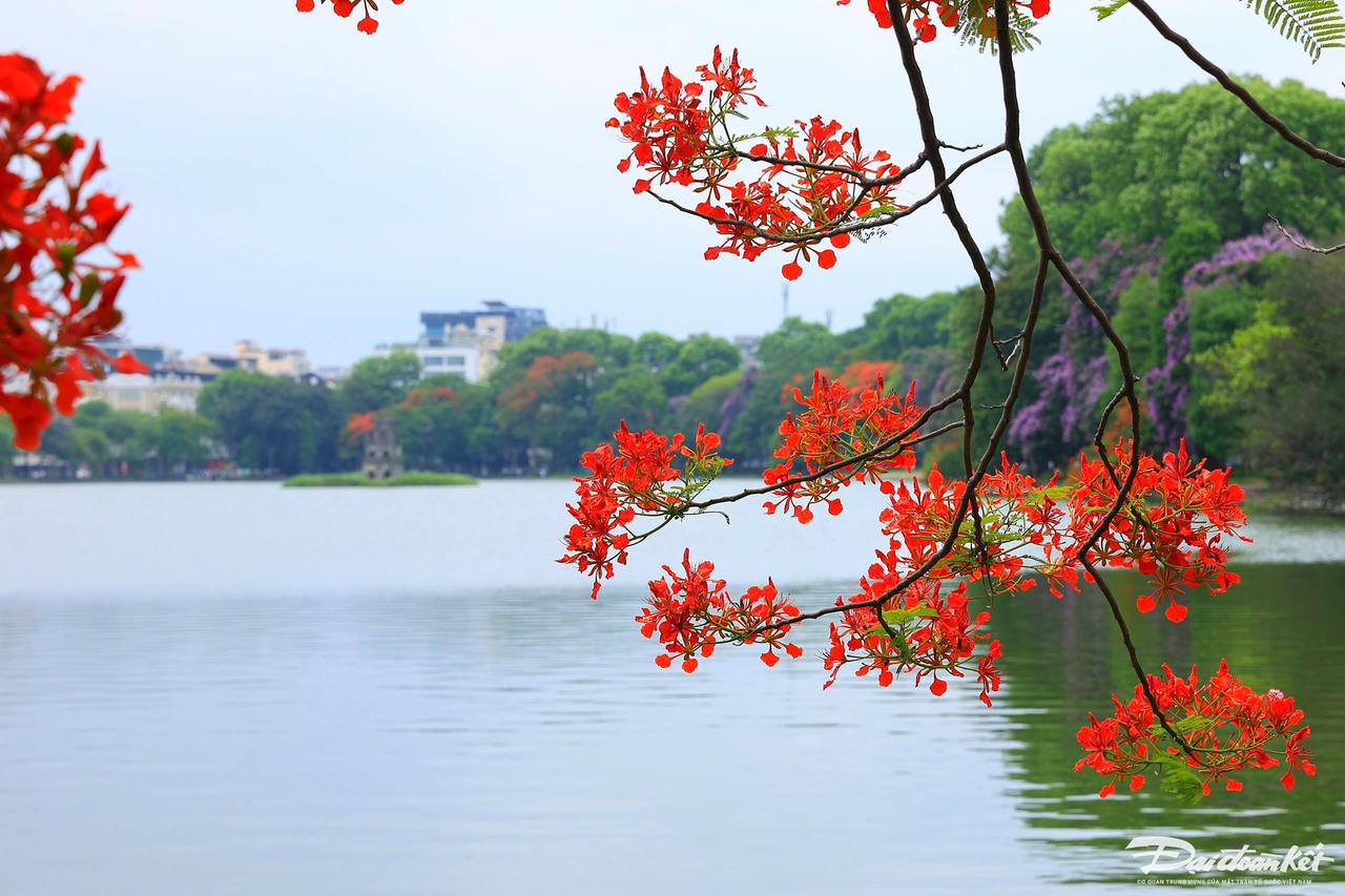 hoa_phuong-le-khanh12.jpg