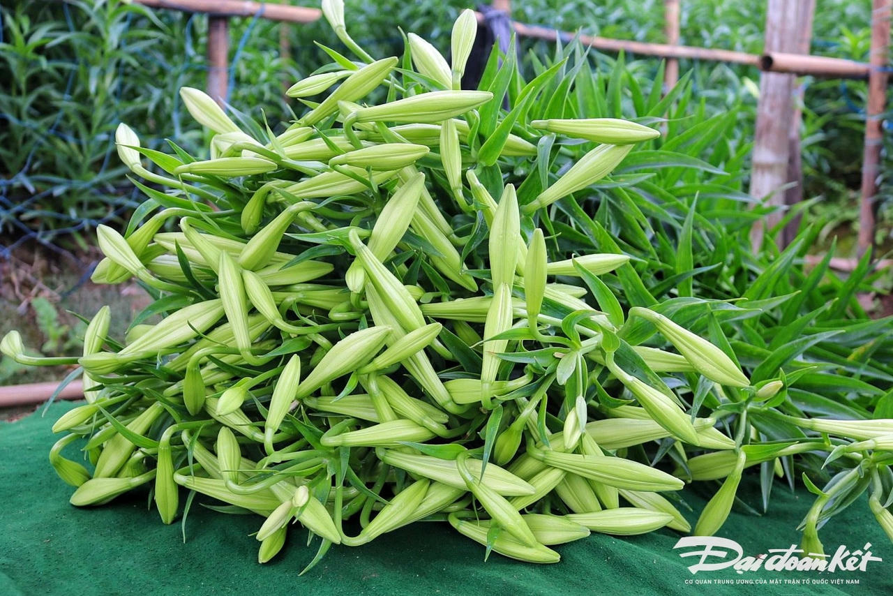 hoa_loa_ken-le-khanh3.jpg