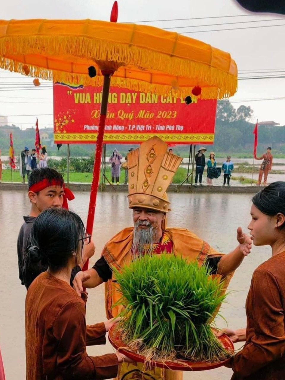 Những cây mạ xanh tốt được chuẩn bị