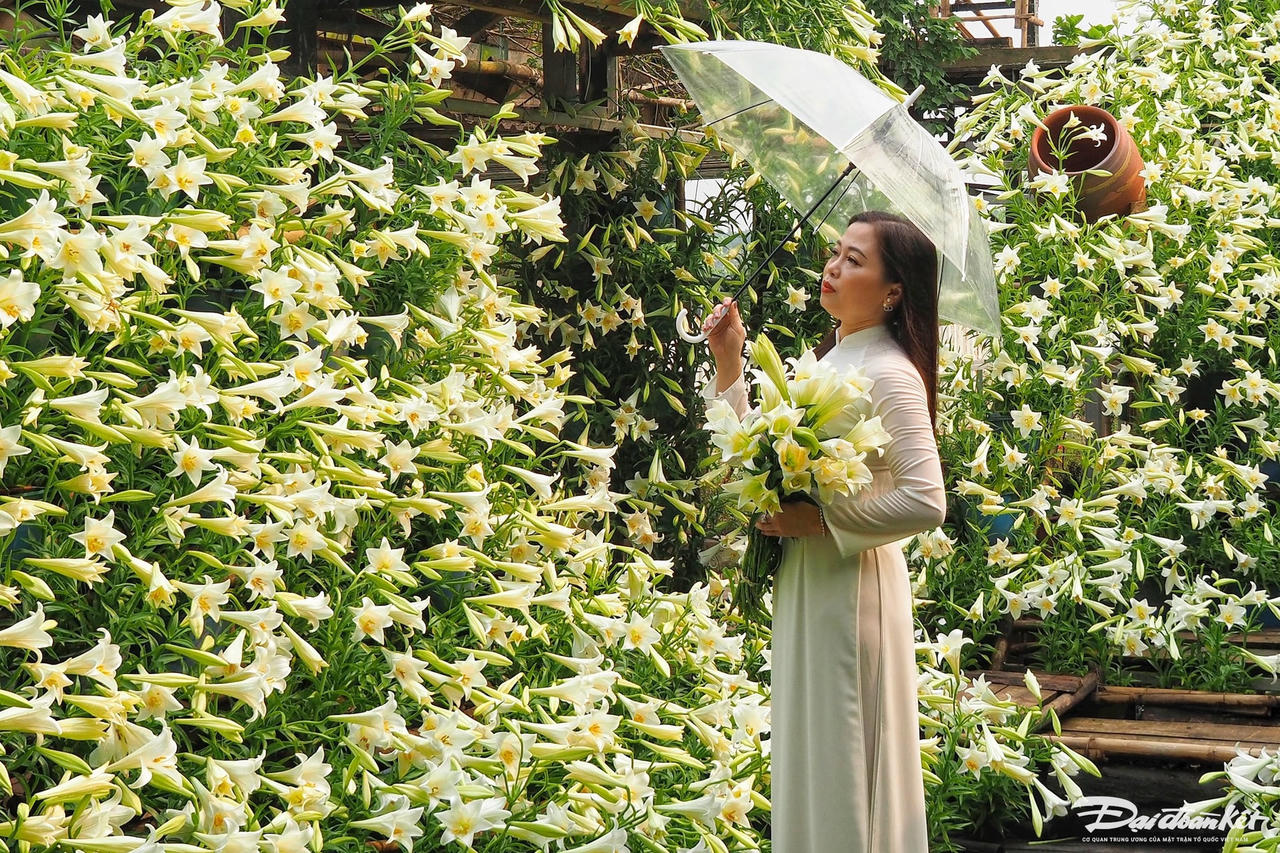 hoa_loa_ken-le-khanh22.jpg