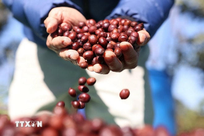 Càphê đặc sản của trang trại Aeroco Coffee (Đắk Lắk) đã có mặt ở thị trường các nước châu Âu, Nhật Bản, Hoa Kỳ, Canada, Trung Quốc. (Ảnh: Tuấn Anh/TTXVN) ttxvn-ca-phe-4.jpg