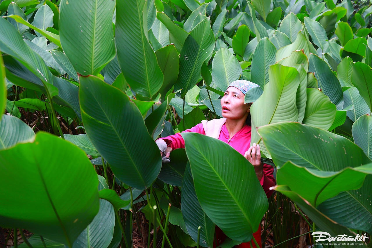 W_la-dong_le-khanh7.jpg