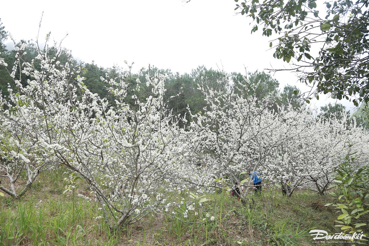W_cay-man-duoc-trong-thanh-tung-hang-khi-no-tao-thanh-nhung-day-hoa-trang-tinh-khoi.jpg