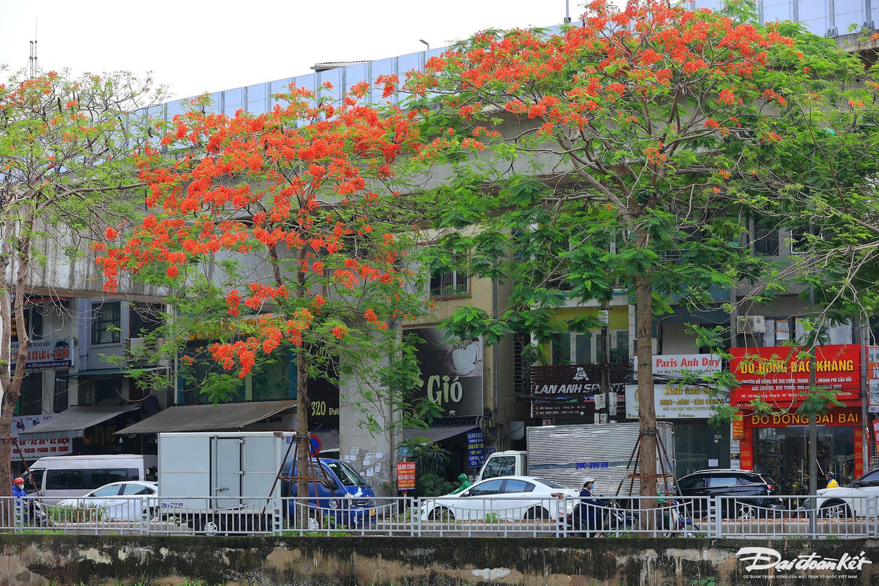 hoa_phuong-le-khanh7.jpg