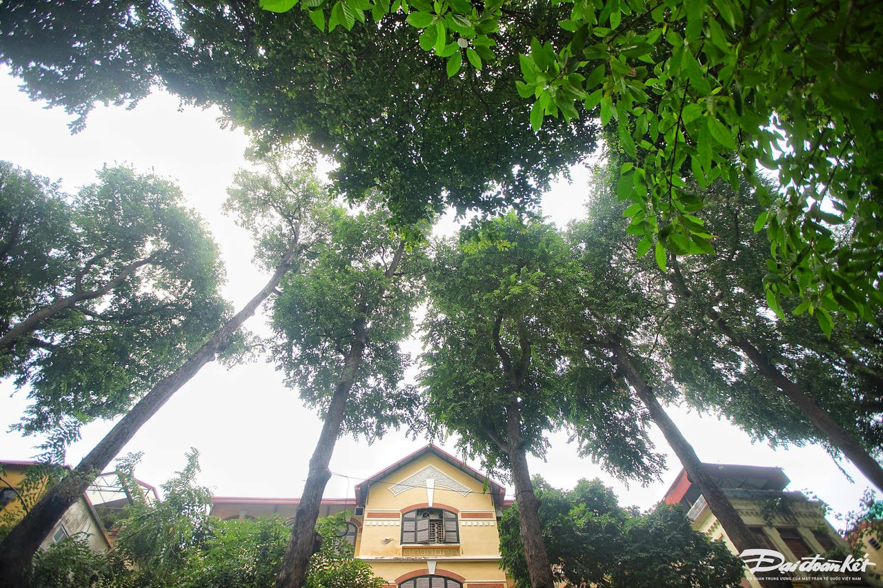 hang_cay_sao_den-le-khanh7.jpg