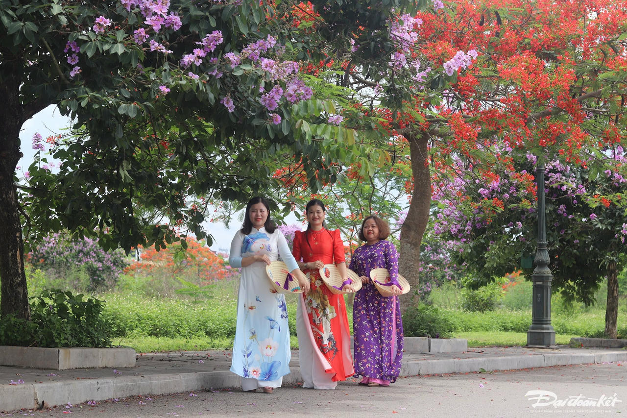 Với không ác loại như bằng lăng tím, hoa phượng đỏ, muồng hoàng yến...bung nở rực rỡ.