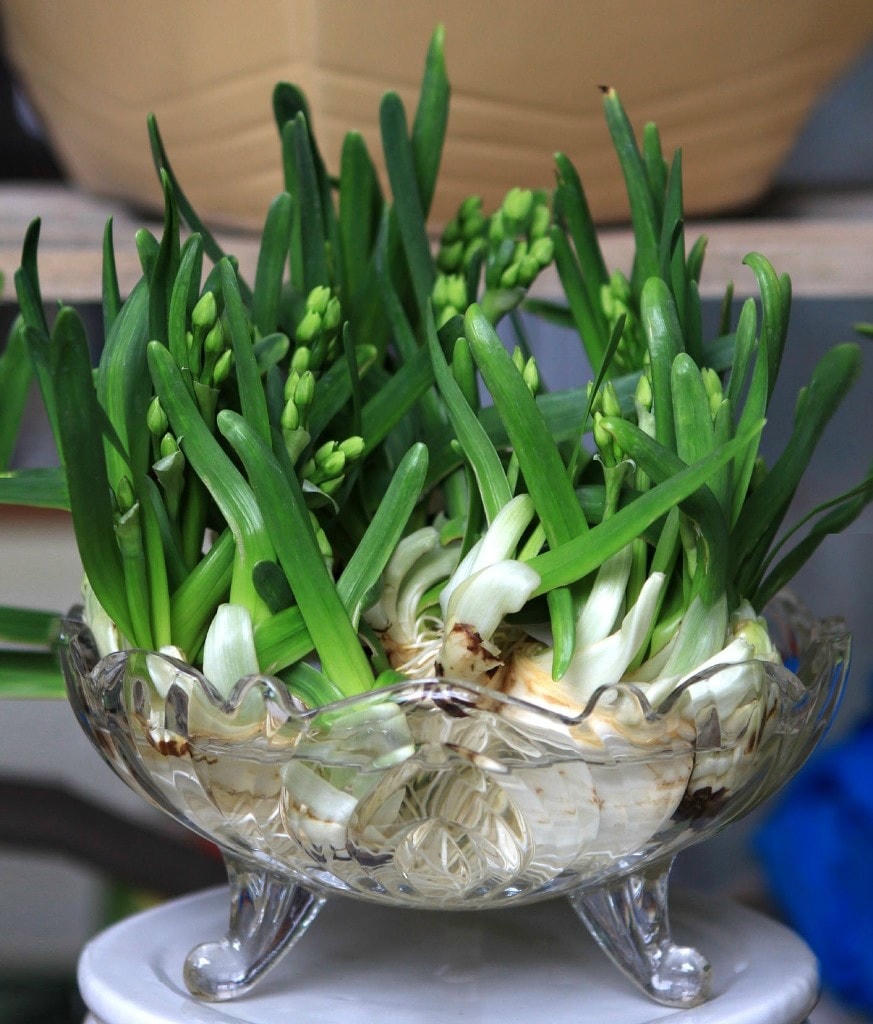 hoa thuy tien5.jpg