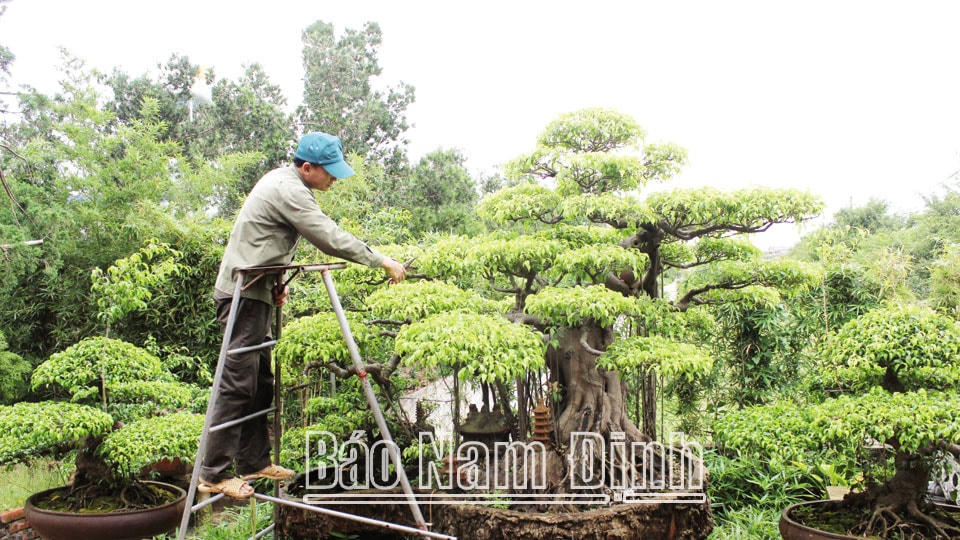 Nhiều làng quê ngoại thành TP Nam Định là những làng hoa, cây cảnh nổi tiếng. Trong ảnh: Làng hoa, cây cảnh Vị Khê (xã Điền Xá, huyện Nam Trực).