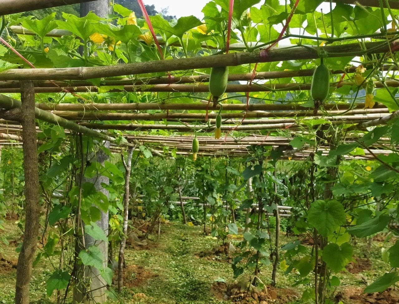 Nhờ được vay hỗ trợ phát triển sản xuất theo chuỗi giá trị nhiều hộ gia đình đã xây dựng được thương hiệu OCOP. Ảnh: bachthong.gov.vn