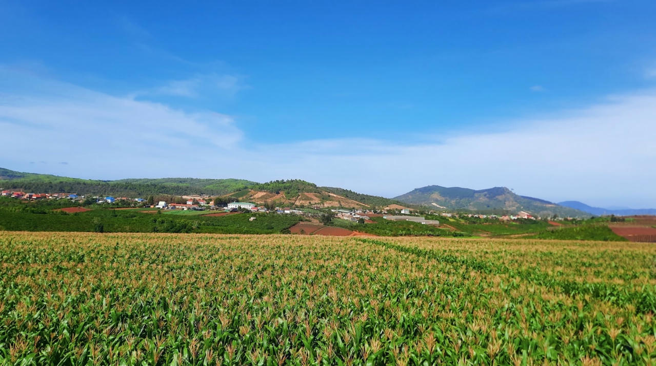 Năm 2021, Vinamilk đã có hơn 60 ha đất trồng trọt bắp, cỏ làm thức ăn cho bò được canh tác theo phương pháp hữu cơ.