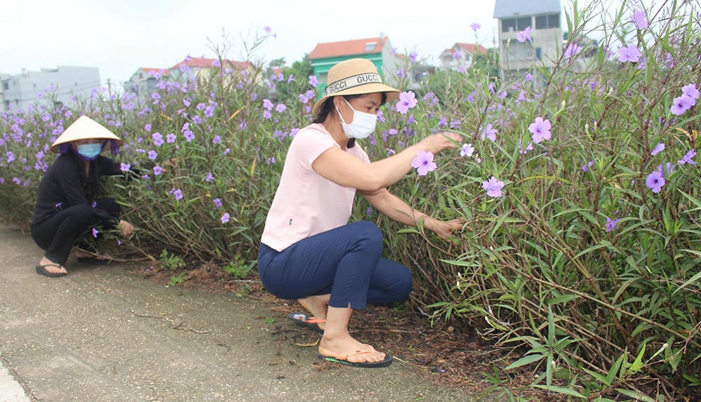 bai duoi