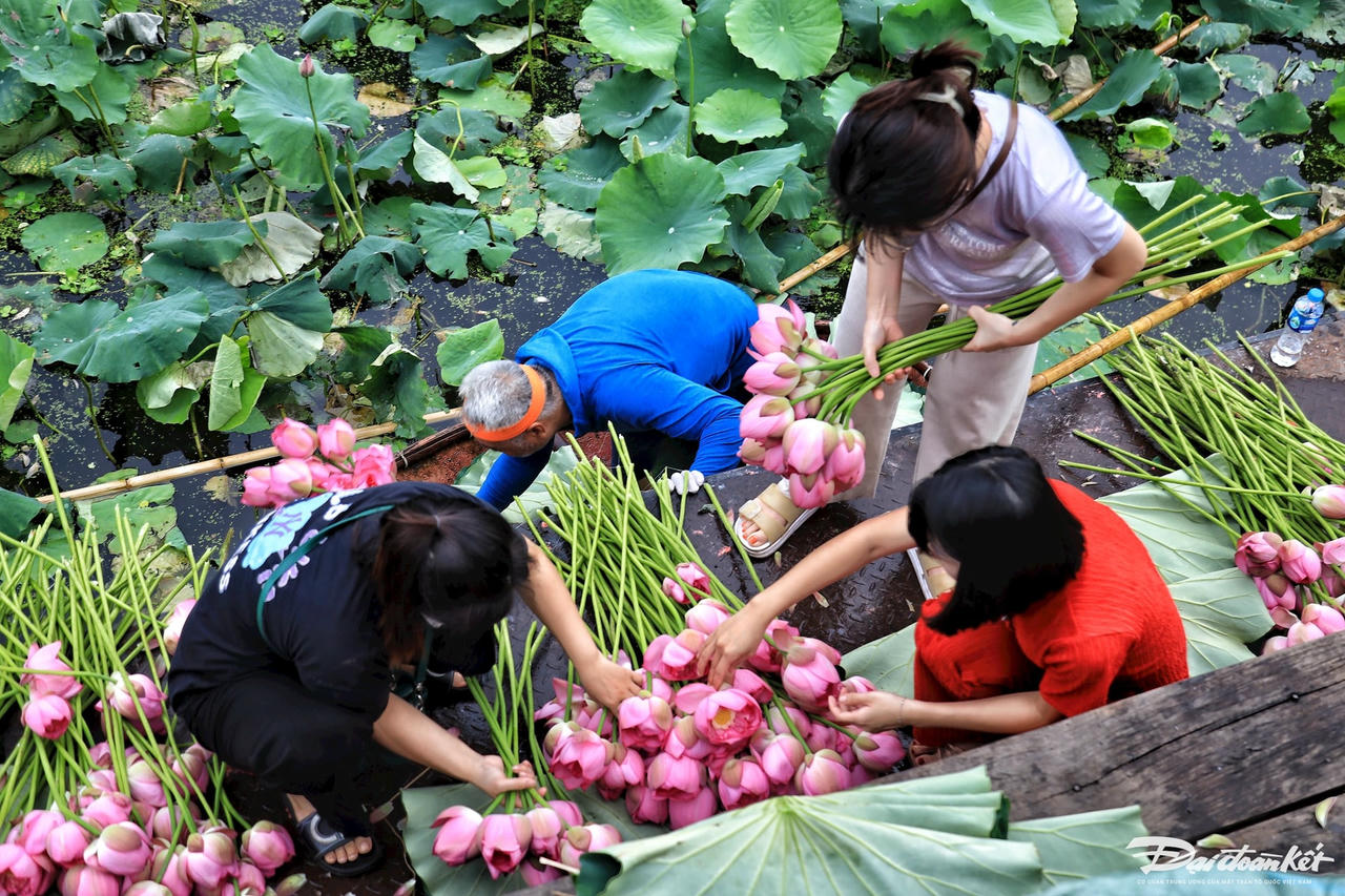 sen_bach_diep_ho_tay-le-khanh13.jpg
