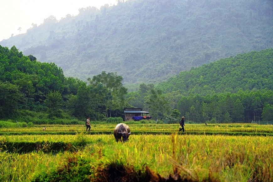 Muỗng 3