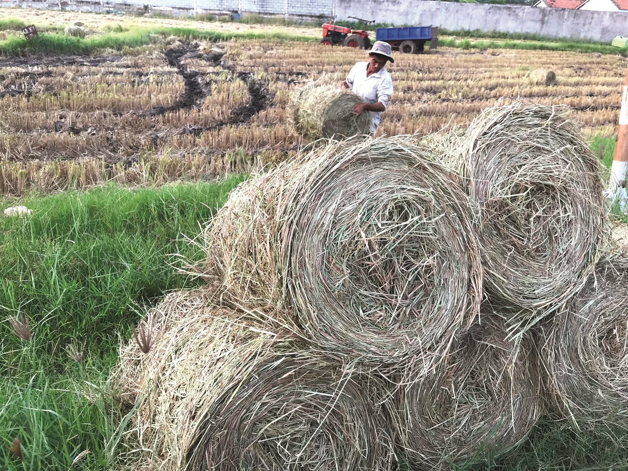 Ảnh 8-Nông dân hối hả bội thu từ rơm rạ