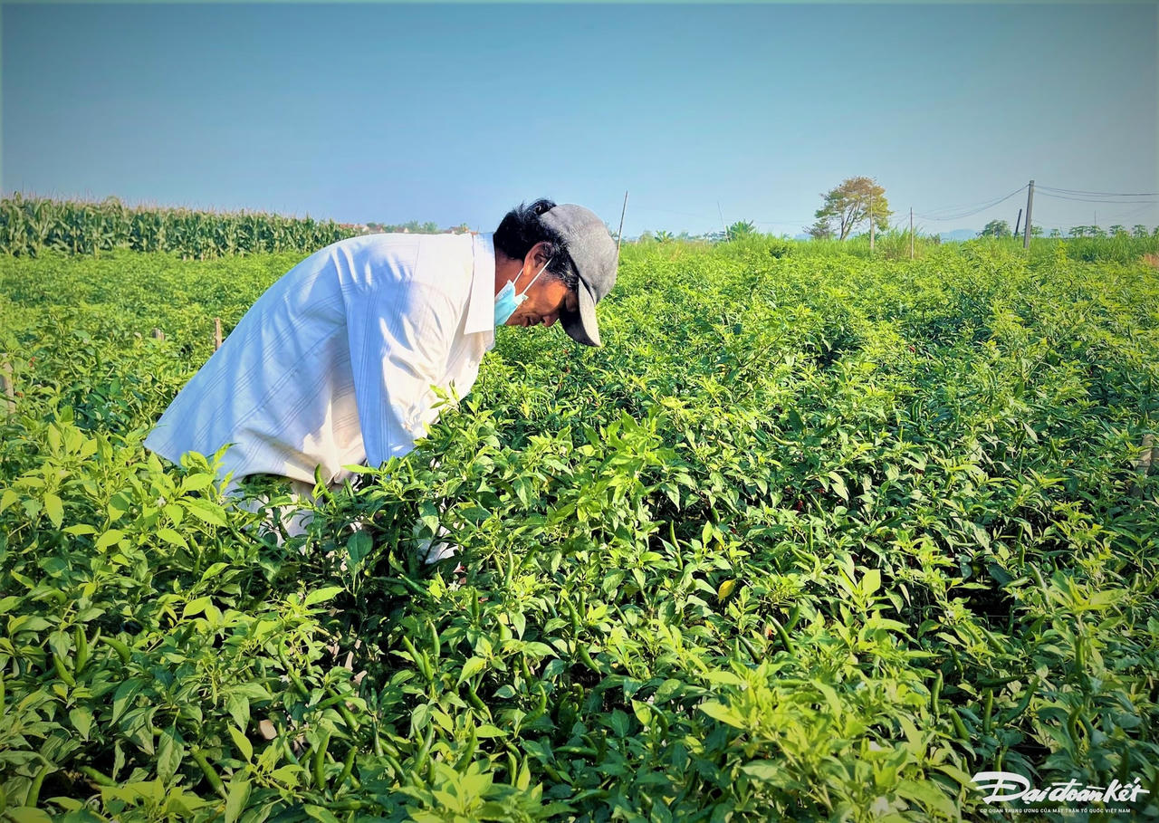 Ông Võ Nhựt đang thu hoạch ớt trên cánh đồng.
