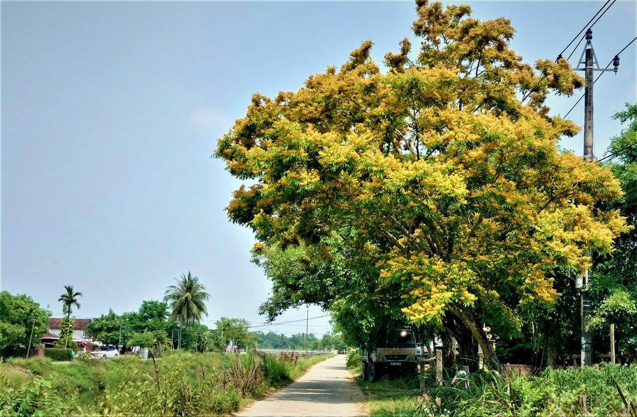 hoa-sua-10-d3f6c6b60e20bfd6b051675cdba9ecd6.jpg