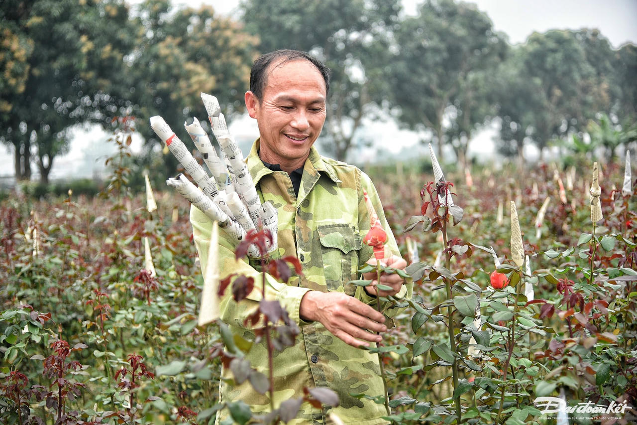 W_hoa_hong-le-khanh9.jpg