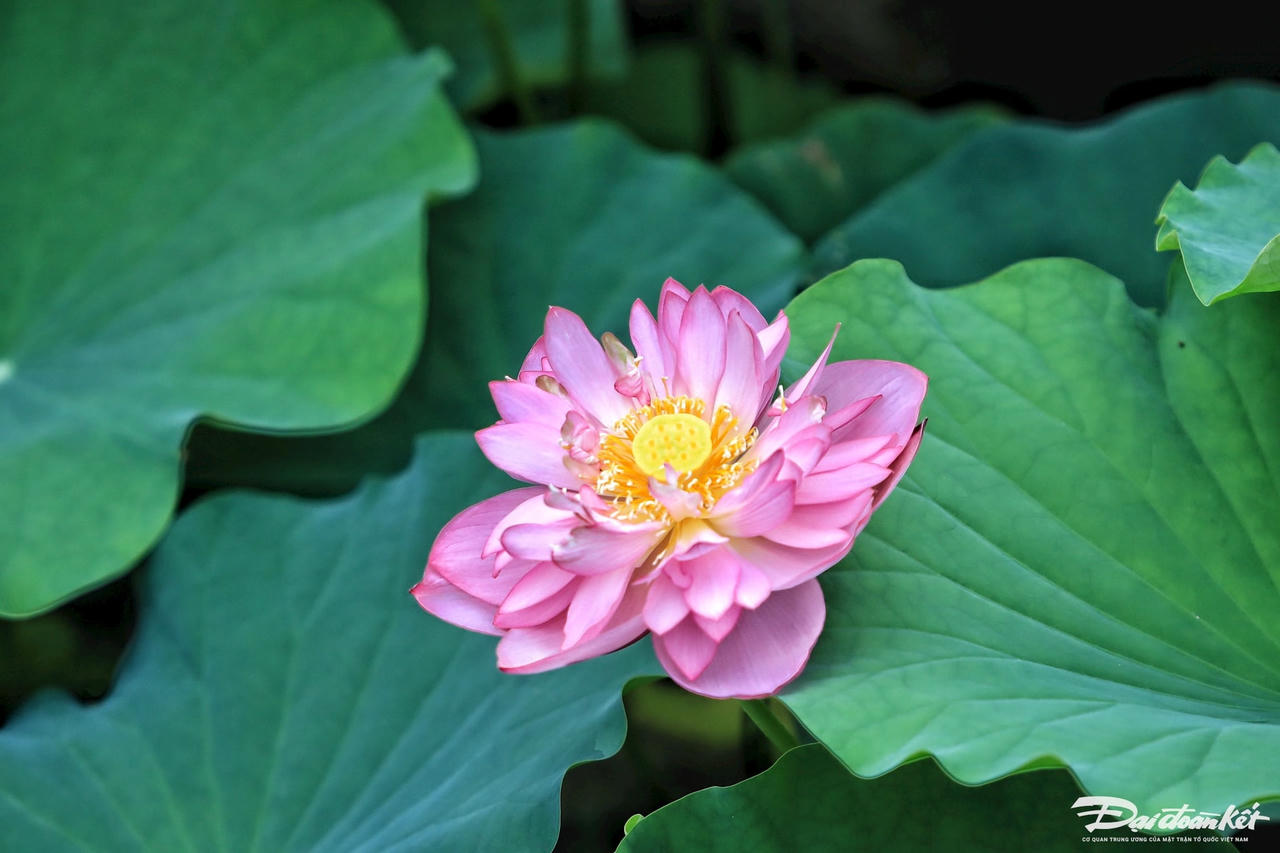 sen_bach_diep_ho_tay-le-khanh30.jpg