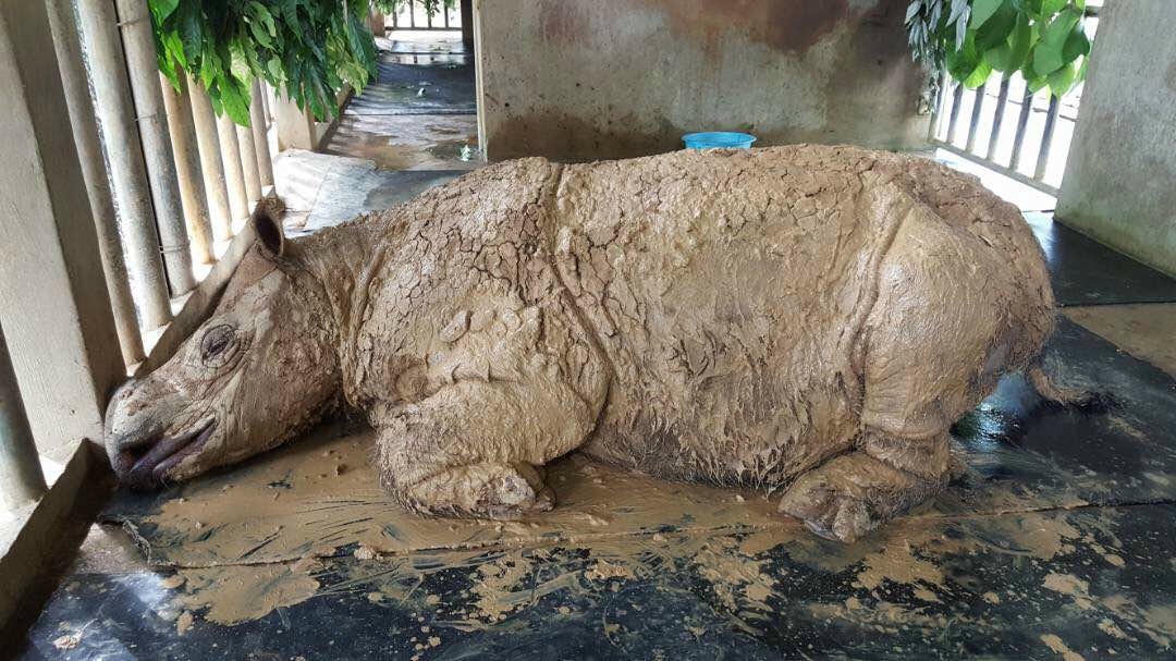 Iman đã chết vì ung thư. Ảnh: Rex.