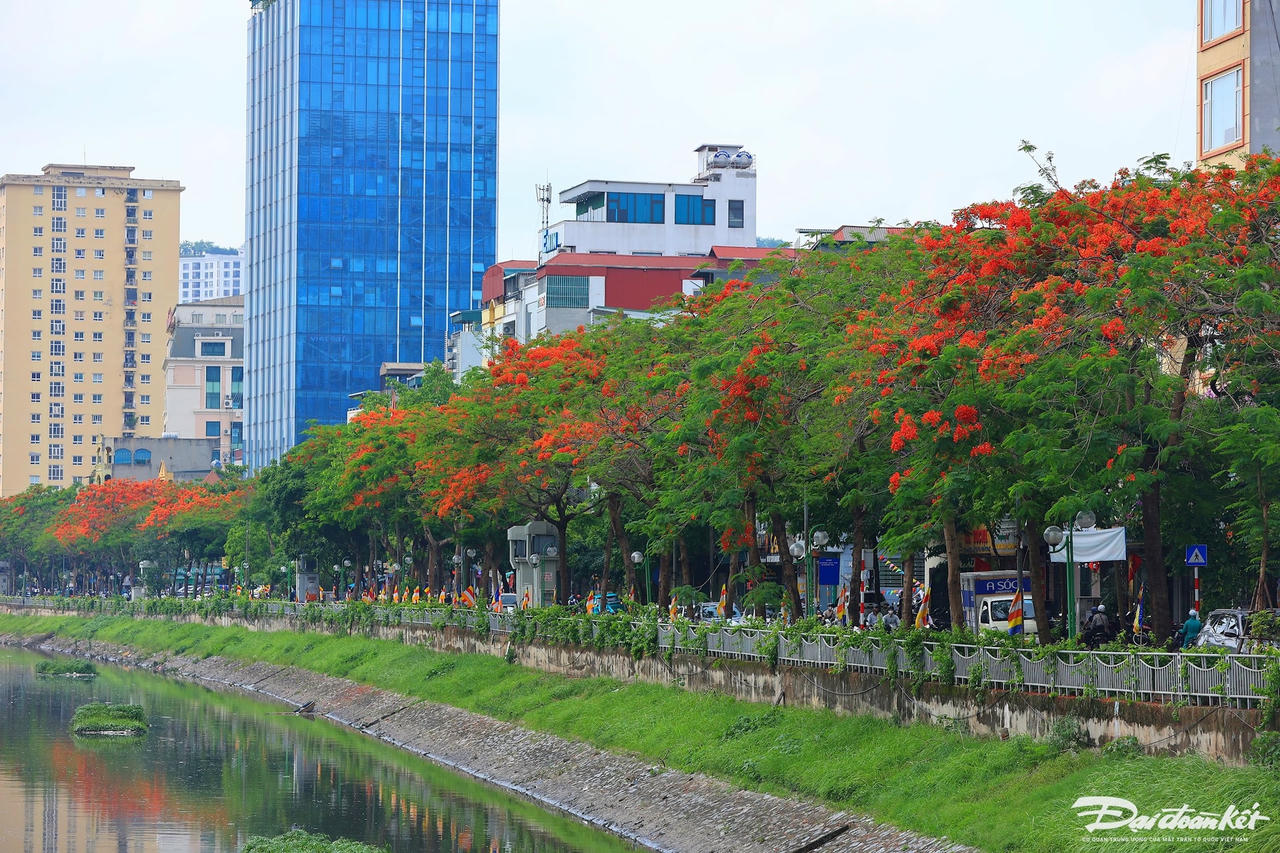 hoa_phuong-le-khanh8.jpg