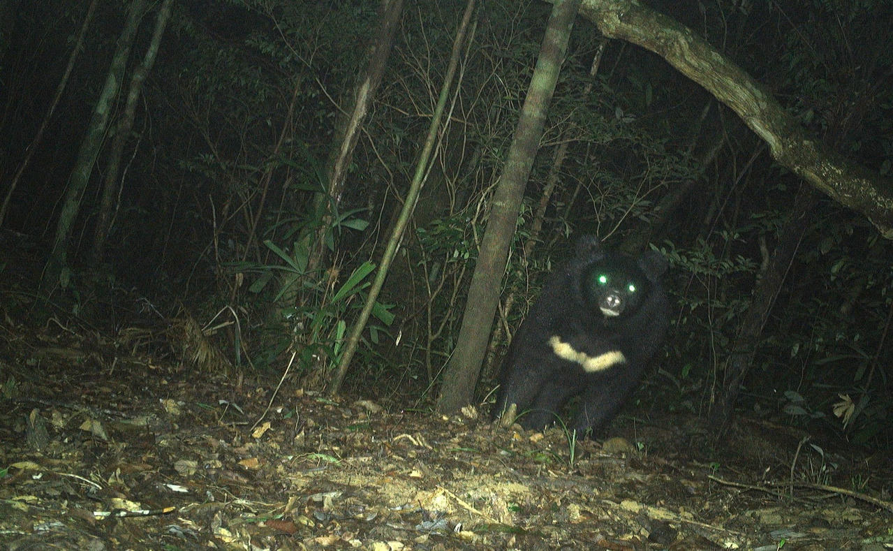 gau-ngua-2.jpg