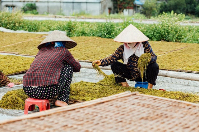 Lá thuốc sau khi thái nhỏ sẽ được đem đi phơi khô.