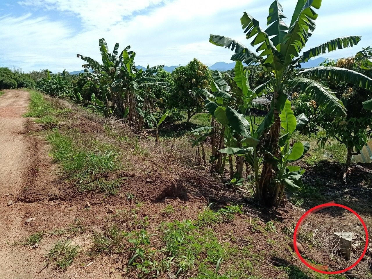 Cột mốc chỉ ranh giới giữa xã Đức Tín và thị trấn Đức Tài (khoanh đỏ)