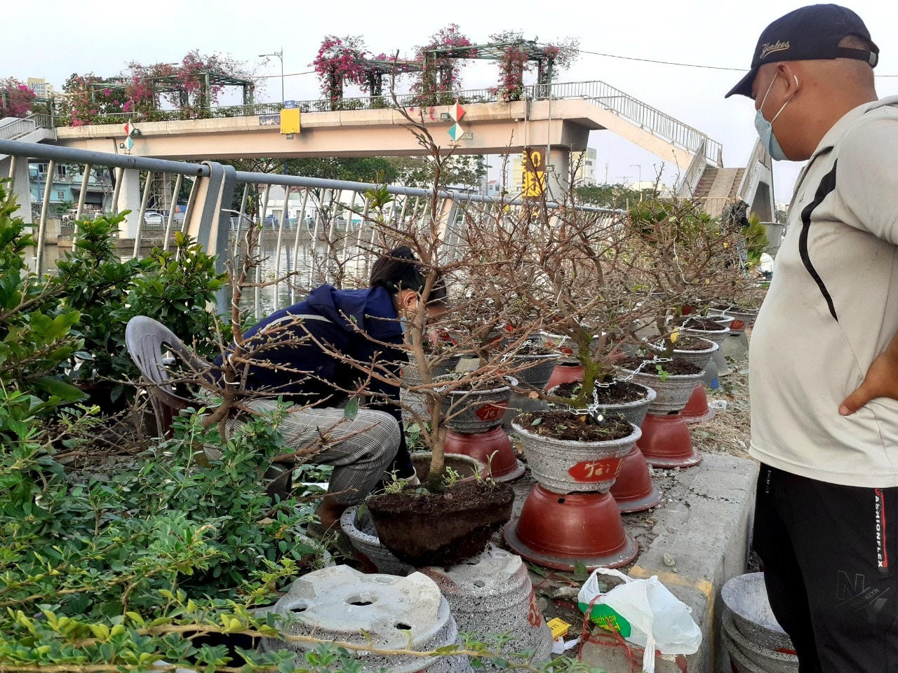 Hoa mai loại nhỏ và loại trung đưa từ huyện Chợ Lách, tỉnh Bến Tre lên TP HCM có giá dao động từ 300.000 đồng đến hơn 1 triệu đồng/chậu.