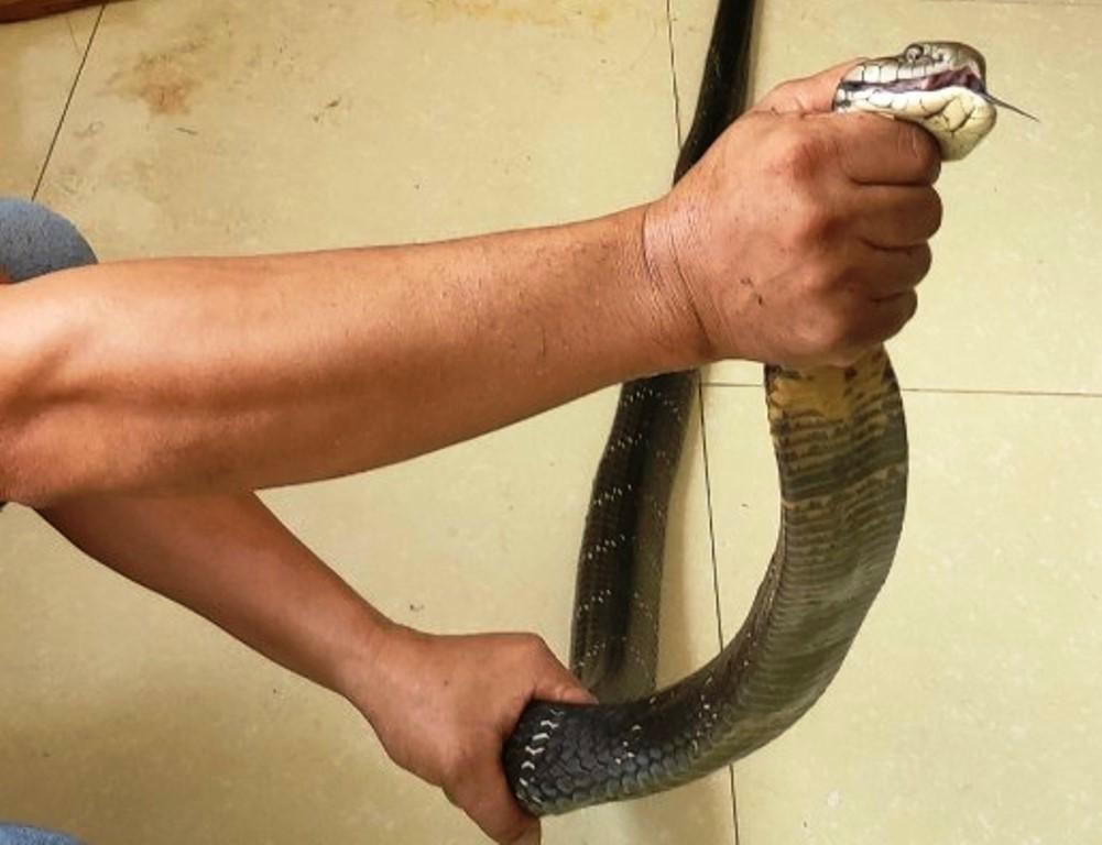 Cận cảnh một cá thể hổ mang chúa do Huyền Trang mua bán.