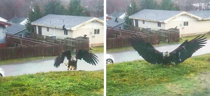 ẢNH] 18 loài động vật trông giống như chúng đến từ hành tinh ...