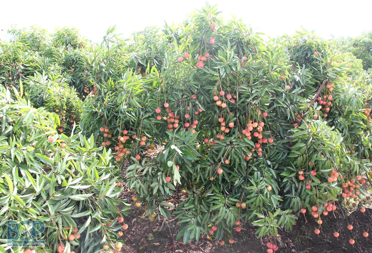 Lãnh đạo tỉnh Bắc Giang cam kết nông sản khi được tiêu thụ luôn đạt chuẩn Vietgap, GLobalgap.