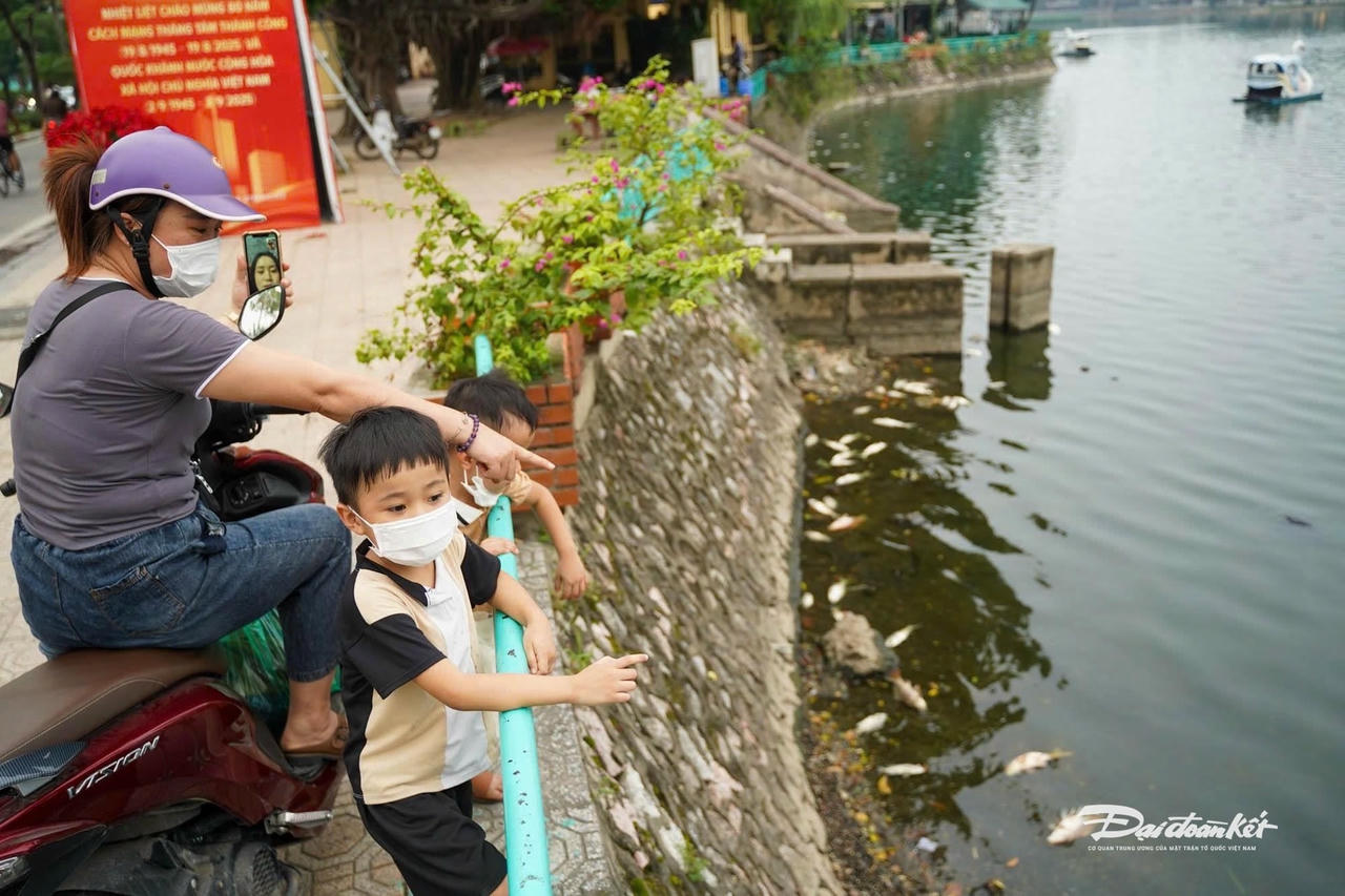 cá chết13