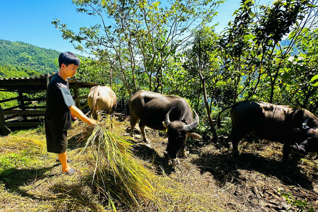 Người dân xã Lao Chải (tỉnh Tuyên Quang) chăm sóc đàn trâu sinh sản phát triển tốt. Ảnh: Quỳnh Anh