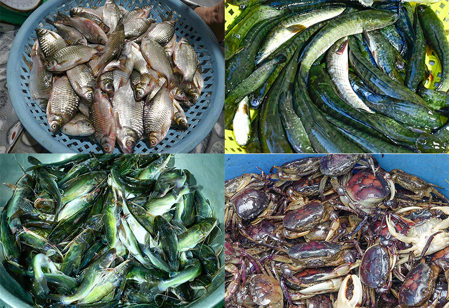 Rất nhiều sản vật mùa nước nổi được người dân làm nghề chài lưới bán cho các vựa cá. Ảnh Nguyễn Minh