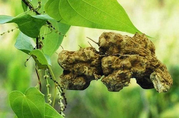 Cây nần nghệ: Từ núi rừng hoang dã đến tiềm năng dược liệu quý cho sức khỏe người Việt