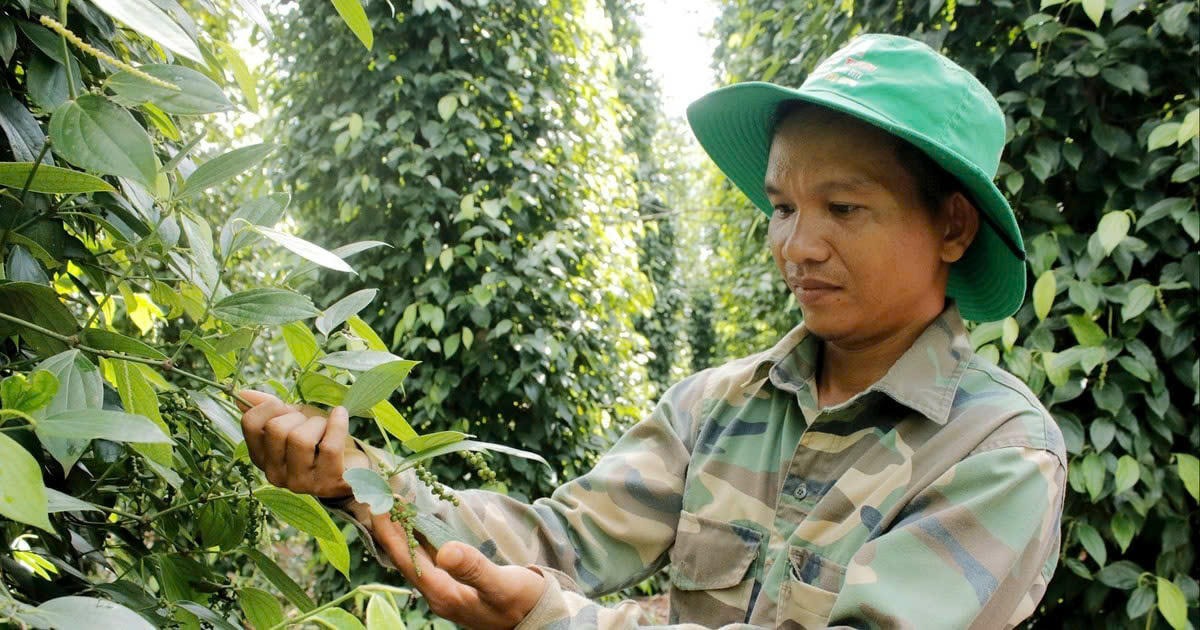 Chất lượng đồng đều và ổn định sản lượng là yếu tố quyết định để giá hồ tiêu Việt Nam bền vững trong giai đoạn 2025–2030.