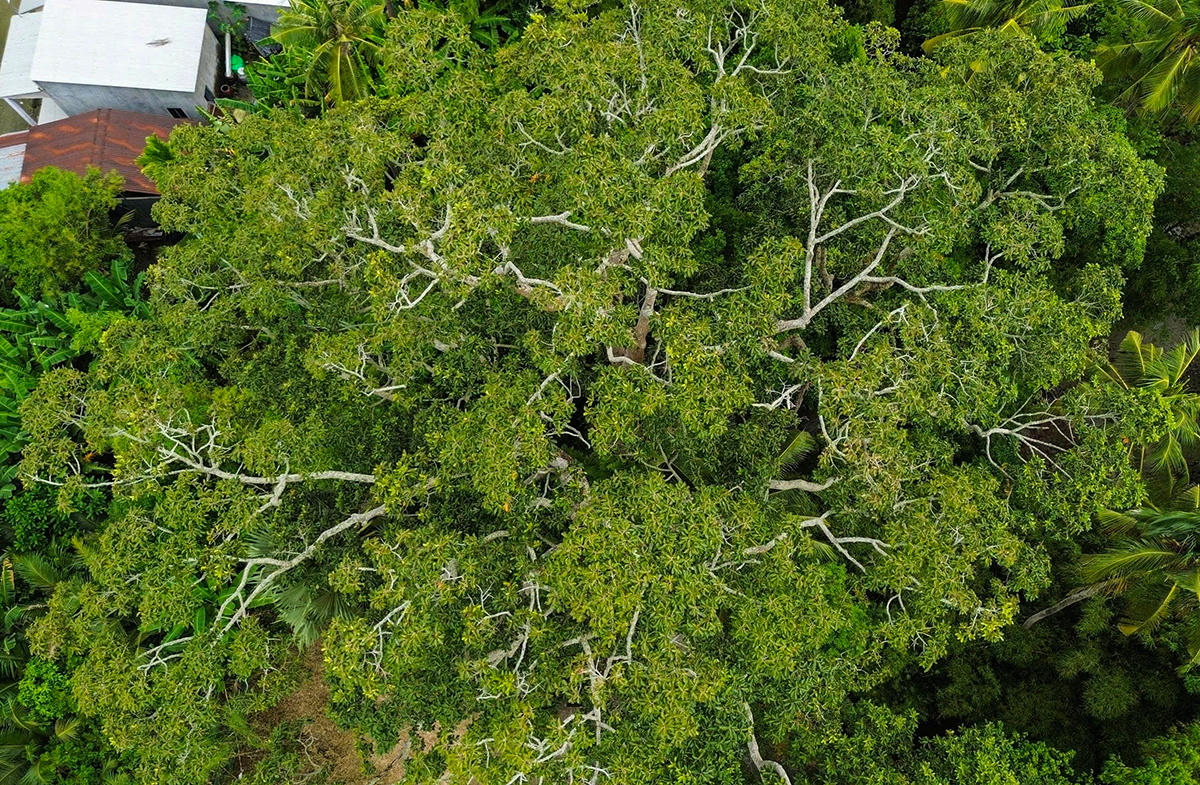 Cây dầu rái dù hơn 700 năm tuổi nhưng vẫn phát triển khá tốt, không có dấu hiệu gãy đổ. Ảnh Nguyễn Minh.