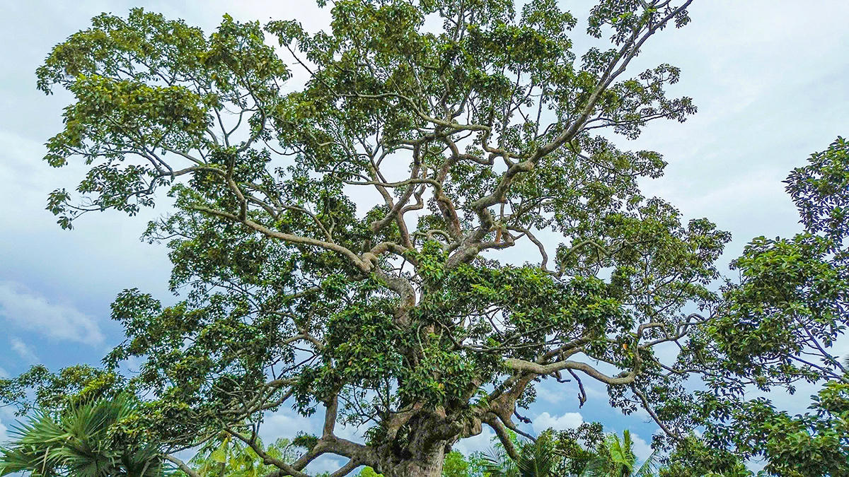 Nhánh cây dầu rái vươn dài như muốn ôm trọn, che chở cả xóm làng Tô An mãi mãi. Ảnh Nguyễn Minh.