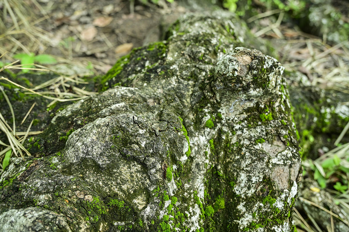 Rễ câu dầu rái trên 700 năm tuổi nhô lên mặt đất như những cánh tay lực lưỡng đang giữ vững thân hình chiến binh khổng lồ trước một thời mưa bom lửa đạn. Ảnh Nguyễn Minh.