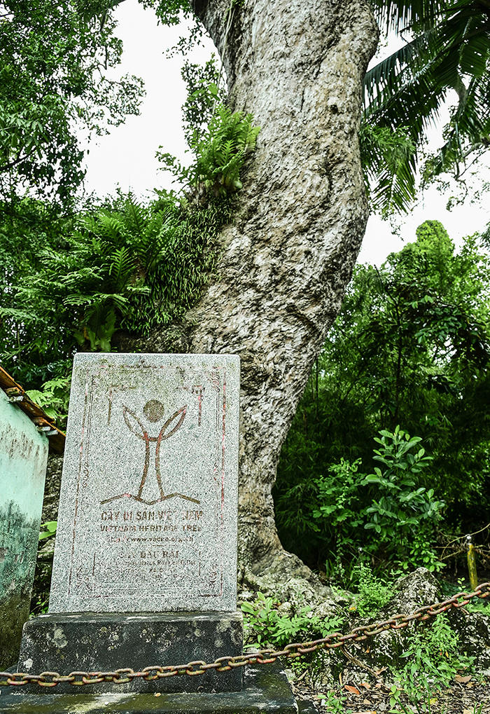 1.    Tấm bia đá công nhận cây dầu rái ở xã Cô Tô là cây di sản Việt Nam. Ảnh Nguyễn Minh