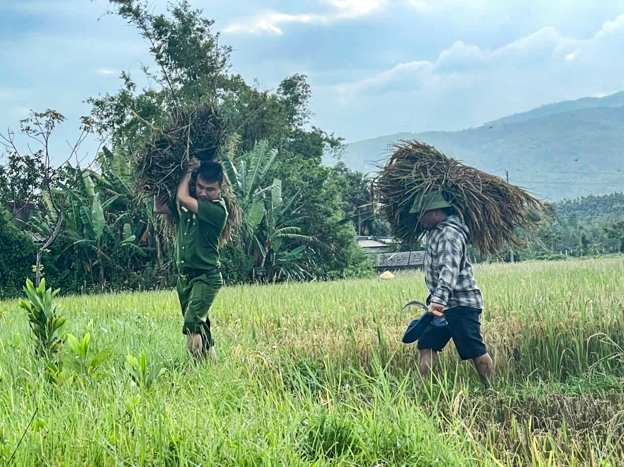 Từng bó lúa được lực lượng chức năng ở xã Hóa Quỳ đưa lên bờ trước khi bão số 10 đổ bộ vào Thanh Hóa. Ảnh: CAĐDT