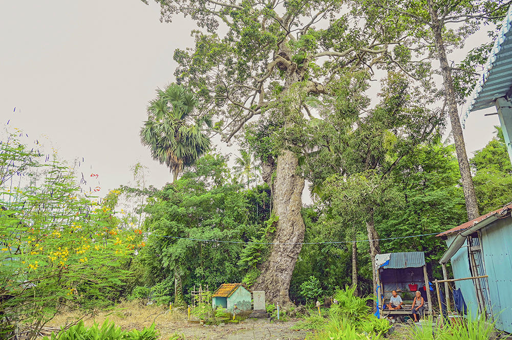 Người dân trong xóm còn lập miếu thờ cụ cây vì cho rằng cụ cây có công che chở và mang lại điều may mắn cho họ trong nhiều năm qua. Ảnh Nguyễn Minh.