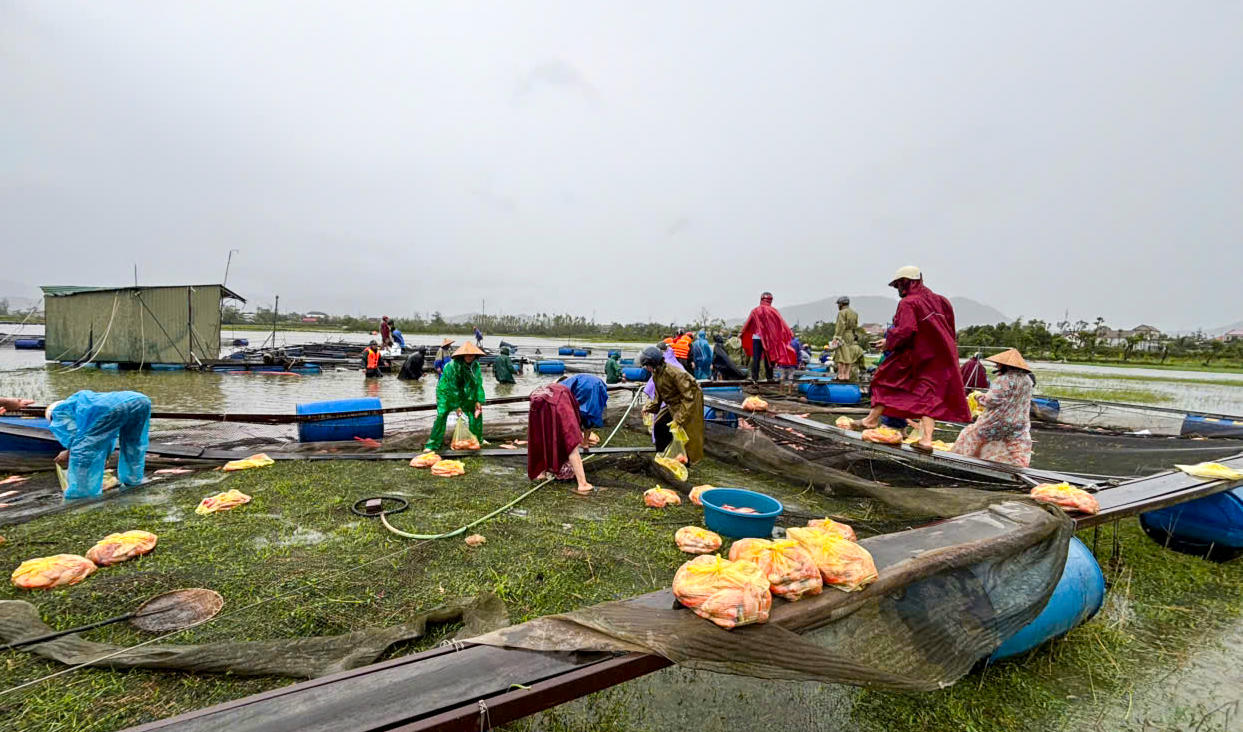 Người dân đã cùng gia đình phân loại, bán tháo số cá còn sống để gỡ gạc phần nào chi phí đầu tư.