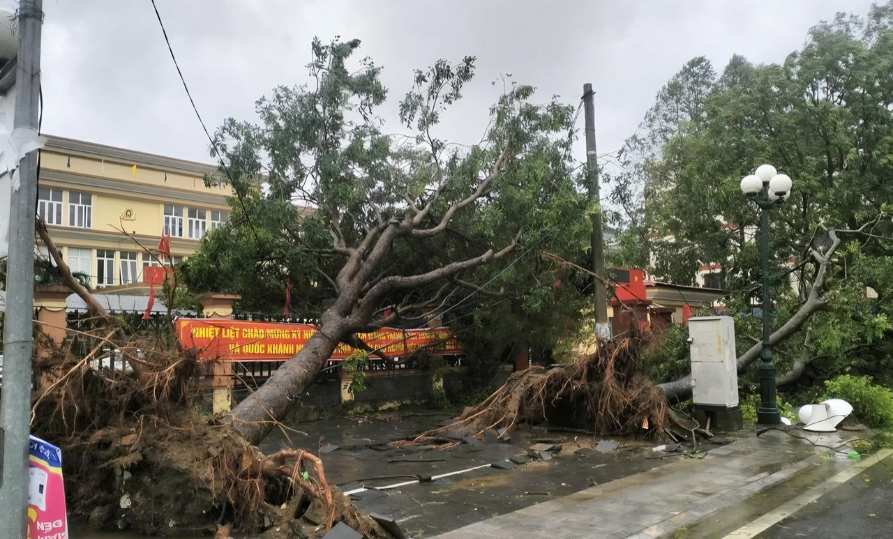 Cây xanh lâu năm tại đường Hạc Thành bị gió quật đổ hàng loạt. Ảnh: Nguyễn Chung.
