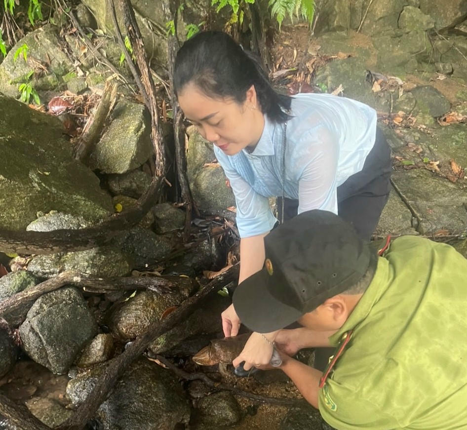 Lực lượng chức năng cùng chính quyền địa phương thả cá thể rùa đầu to về lại tự nhiên. Ảnh: CV.