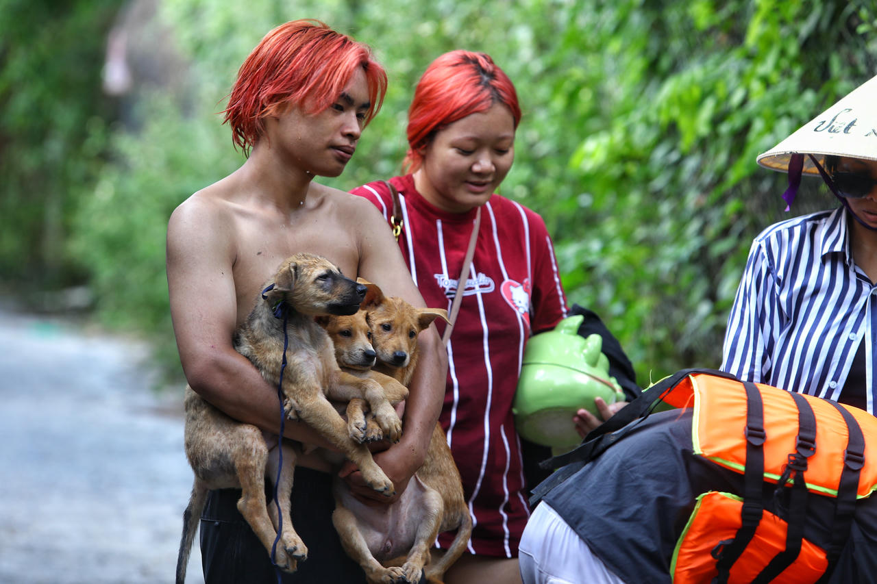 Vật nuôi cũng đã được người dân đưa lên bờ.