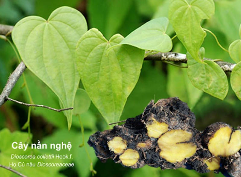 Nần nghệ: Hành trình tái sinh từ kinh nghiệm dân gian đến nghiên cứu y học chuyên sâu